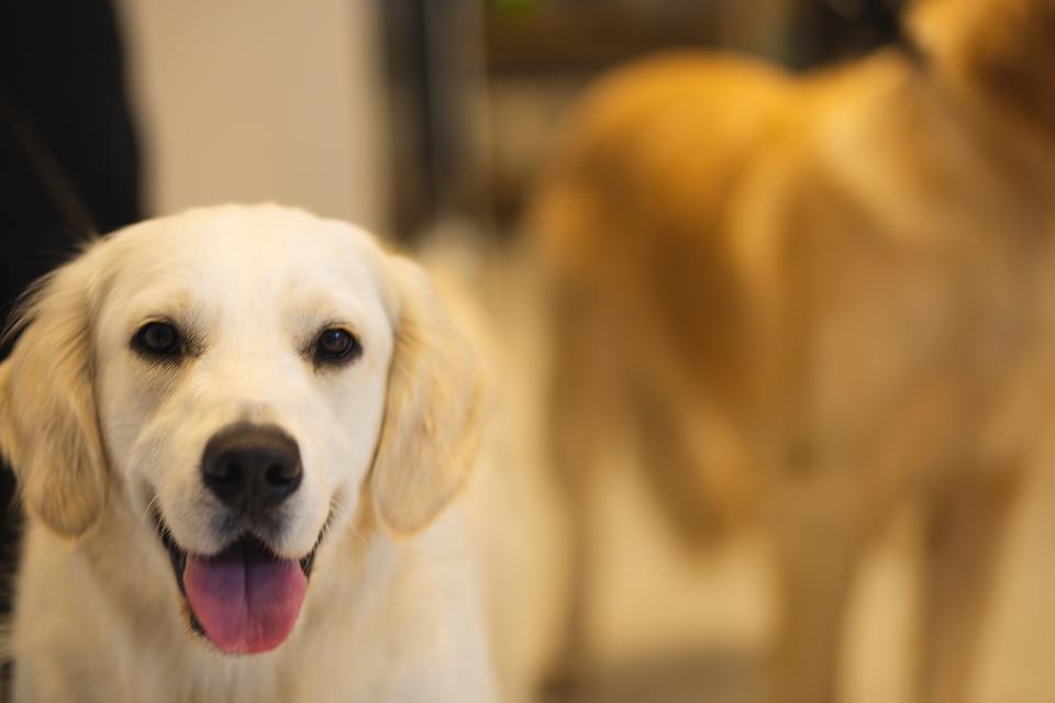 Besišypsantis auksaspalvis retriveris, kaip grynaveislis šuo, privalo turėti kilmės ir gimimo liudijimą.